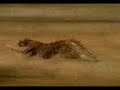 Darmowe filmy - Gepard Gepard