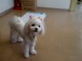 videos de マルチーズのエンジェル、牛さんだモオ〜