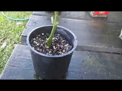 how to grow lemon tree