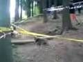 Downhill Hovězí