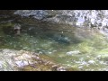Vacances: Jour 2: Phoques de Kaikoura, Vin � Blenheim et Picton