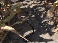 Serbian Scandal Highlights Fungal Poison Danger 