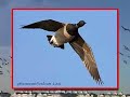 Sea Ducks PHOTOS: Brant, Mallards and more... Sea Ducks PHOTOS: Brant, Mallards and more...