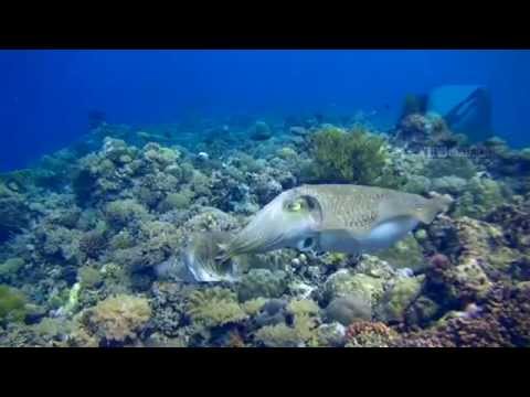 Underwater video of the dive site "Coral Garden" in Pandan Island, Mindoro, Philippines. Edited with