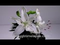 Lilies Lilies