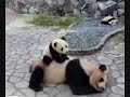 Baby panda playtime Baby panda playtime