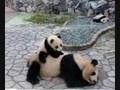 Baby panda playtime