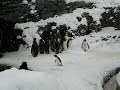 پنگوئنی که قرص ایکس مصرف کرده