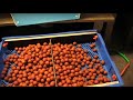 making boilies The Easy way 2 making boilies The Easy way 2