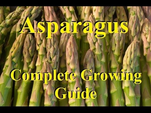 how to harvest asparagus seeds