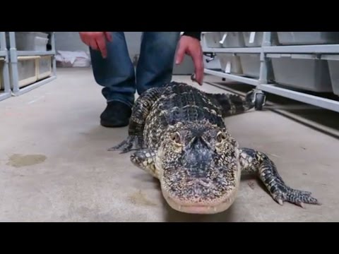 YouTube reptile video