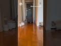 油断大敵！サイベリアン子猫のもものすけくん🐈Don't be too sure of yourself！ #猫王国 #サイベリアン #子猫 #cats