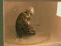el móvil el microondas y el diablo
