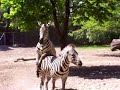 Zebras Courting Zebras Courting