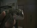 Yellow Throated Plated Lizard Yellow Throated Plated Lizard