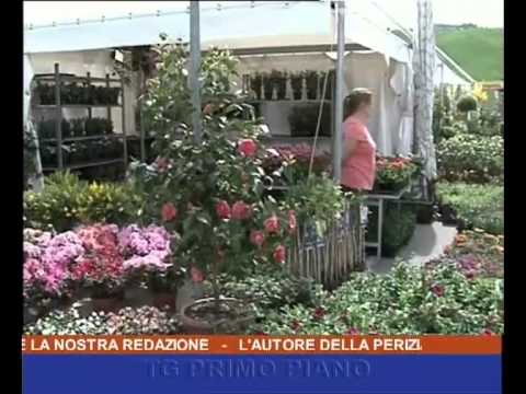 Primo Piano 14:00