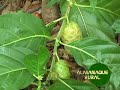 Almanaque Rural - Noni