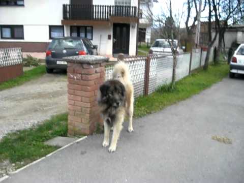 sarplaninac