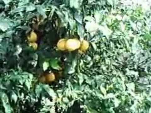 how to harvest meyer lemons