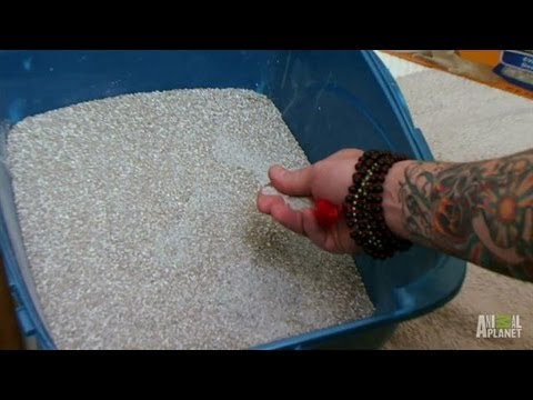 Kitty Litter