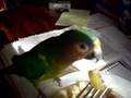 Lucky Bird the brown throat conure, #2, sharing my soup.