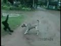 Monkyes vs dogs...www.cityofbucara.blogspot.com Monkyes vs dogs...www.cityofbucara.blogspot.com