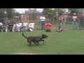 knpv mexico energi dogs ironrekords knpv mexico energi dogs ironrekords