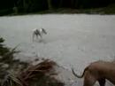 My final walk with Hamlet - part 2