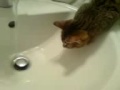 Focus Cat Focus Cat