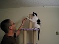 Oreo on old tower Oreo on old tower