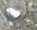 tetes-raides-chats-pels-fnac-saint-lazare-mars-2008.html