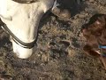 nino ontmoet een paard nino ontmoet een paard