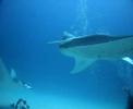 Mantas en Maldivas-8 (aguamarbuceo.com)