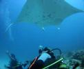 Mantas en Maldivas-8 (aguamarbuceo.com)