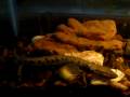 amazing salamander/seamonkey