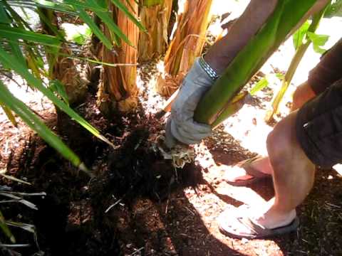 how to transplant banana shoots