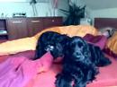 Diesel & Porshe