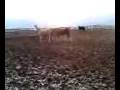 murphy - pasture