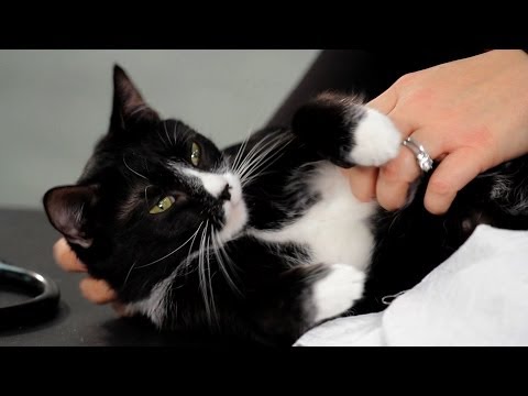 how to treat scratches on a cat