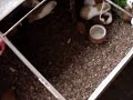 cuyes-comiendo-forraje-verde-hidroponico-fvh.html