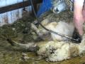 A white sheep being sheared on May 16, 2009- Oregon, United States.