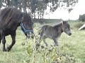 Doortje, lief klein Shetlander veulentje 3 dagen oud Doortje, lief klein Shetlander veulentje 3 dagen oud