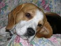 TEOETRURIA- professione: BEAGLE... TEOETRURIA- professione: BEAGLE...