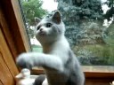 BKH Jungkater