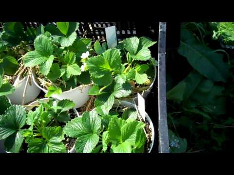 how to grow fragaria x ananassa