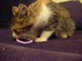 calico g�selii