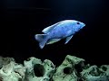My Cichlids