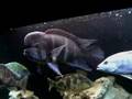 My Cichlids