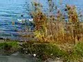 cbf1000-sapanca2