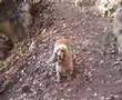 il mio cane betty my dog